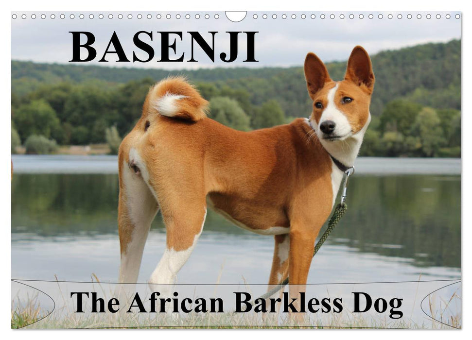 Basenji the African Barkless Dog (CALVENDO Monthly Calendar 2026)