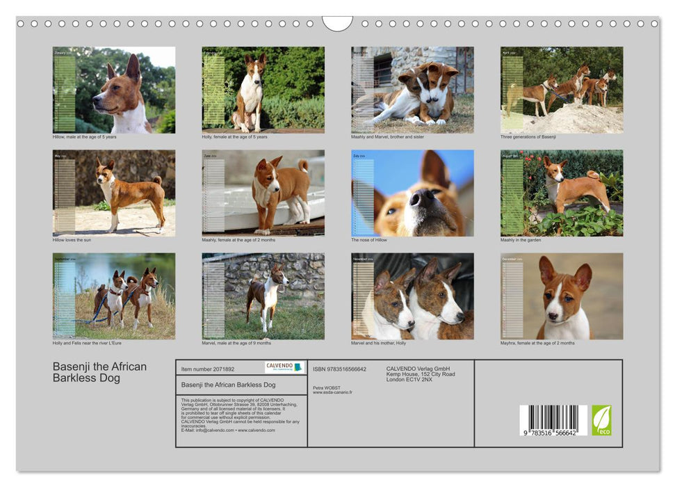 Basenji the African Barkless Dog (CALVENDO Monthly Calendar 2026)