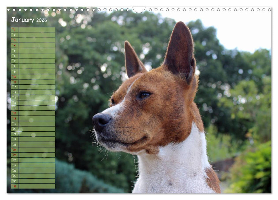 Basenji the African Barkless Dog (CALVENDO Monthly Calendar 2026)