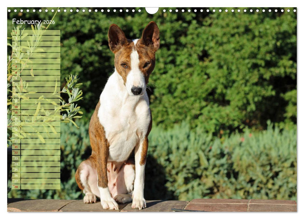 Basenji the African Barkless Dog (CALVENDO Monthly Calendar 2026)