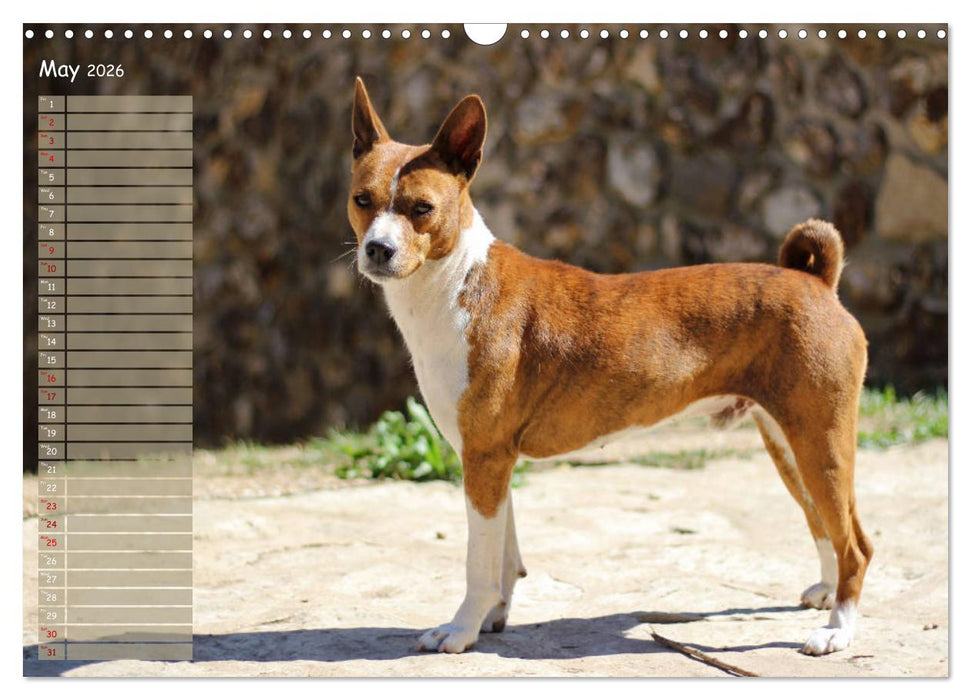 Basenji the African Barkless Dog (CALVENDO Monthly Calendar 2026)