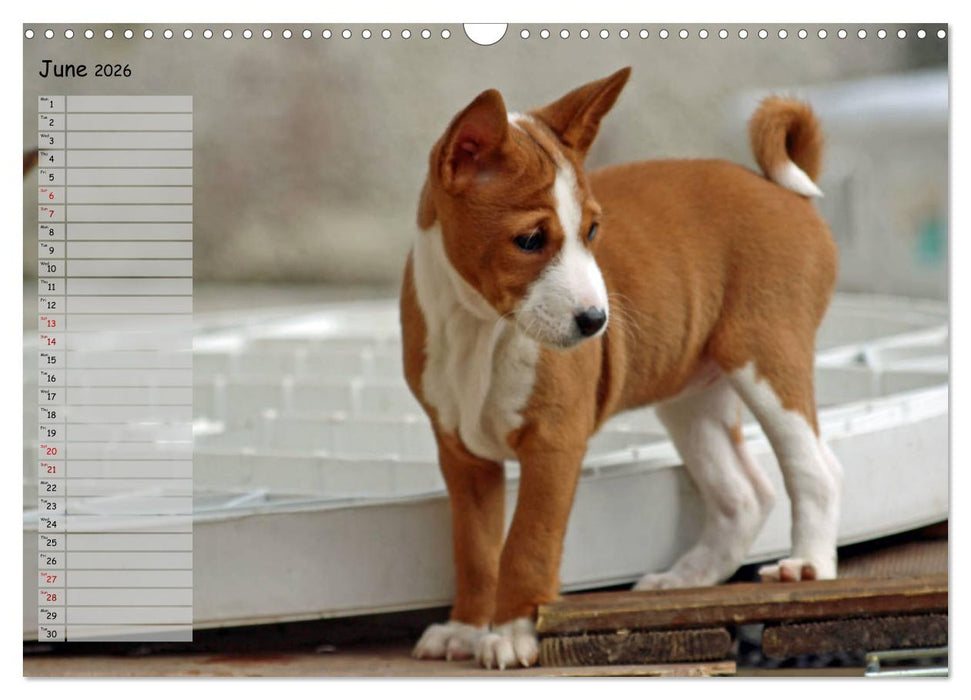 Basenji the African Barkless Dog (CALVENDO Monthly Calendar 2026)