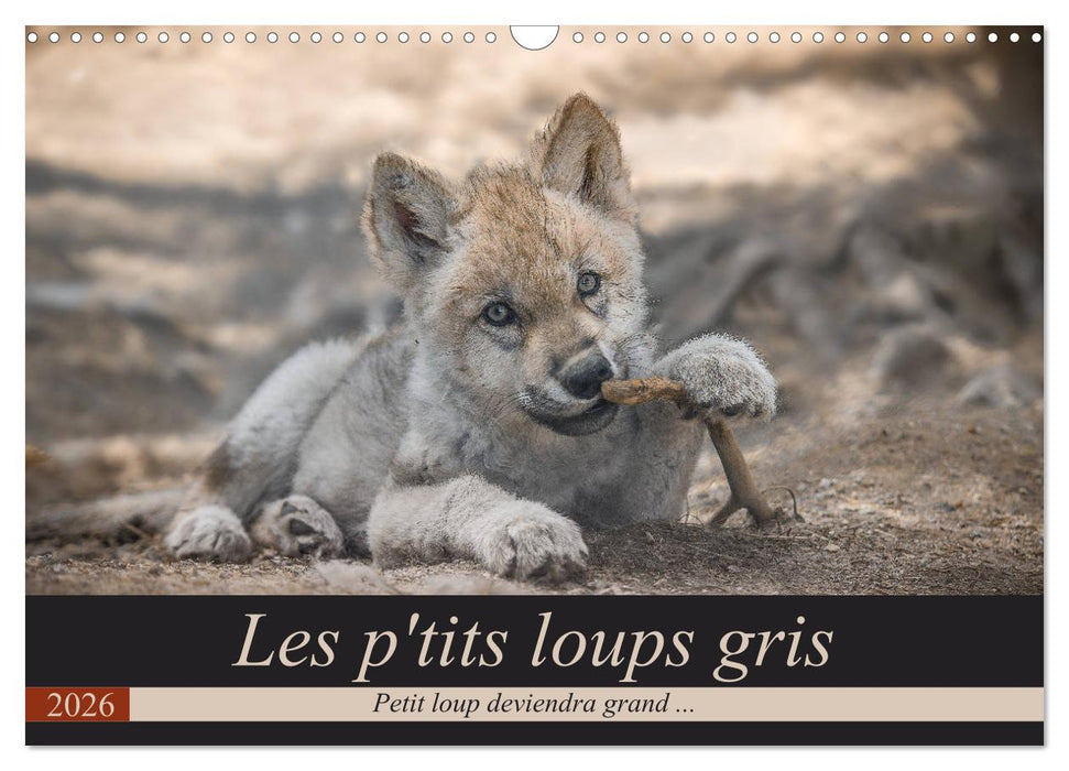 Les p'tits loups gris (CALVENDO Calendrier mensuel 2026)