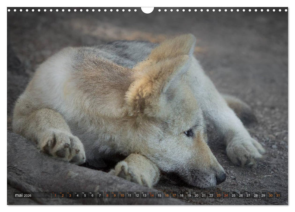 Les p'tits loups gris (CALVENDO Calendrier mensuel 2026)