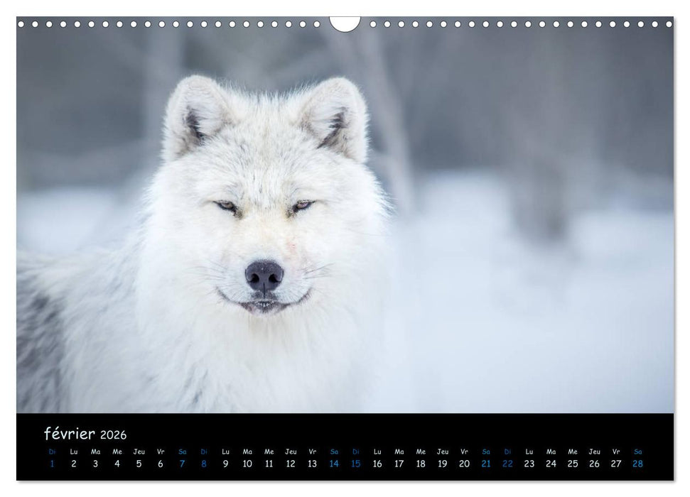 J'ai vu le loup (CALVENDO Calendrier mensuel 2026)