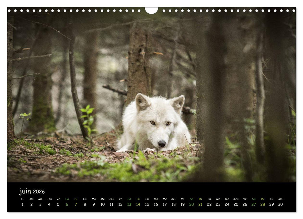 J'ai vu le loup (CALVENDO Calendrier mensuel 2026)