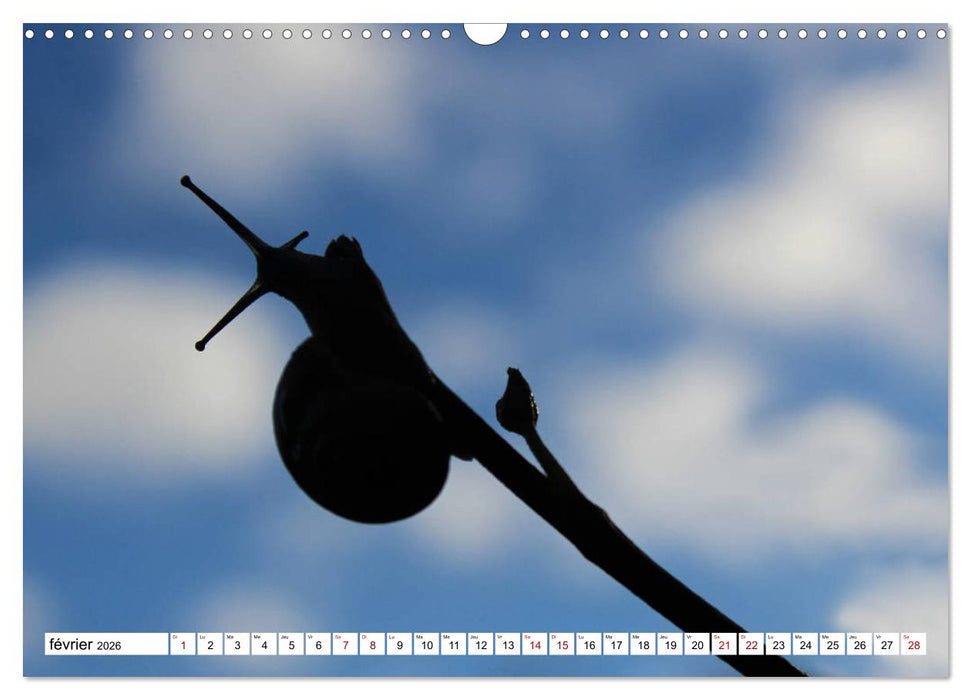Admirons les escargots (CALVENDO Calendrier mensuel 2026)