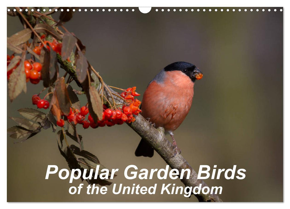 Popular garden birds of the united kingdom (CALVENDO Monthly Calendar 2026)