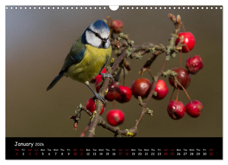 Popular garden birds of the united kingdom (CALVENDO Monthly Calendar 2026)