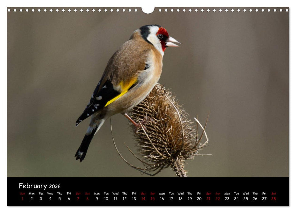 Popular garden birds of the united kingdom (CALVENDO Monthly Calendar 2026)