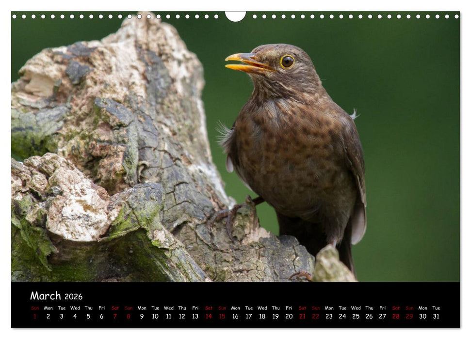 Popular garden birds of the united kingdom (CALVENDO Monthly Calendar 2026)