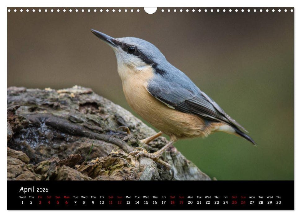 Popular garden birds of the united kingdom (CALVENDO Monthly Calendar 2026)
