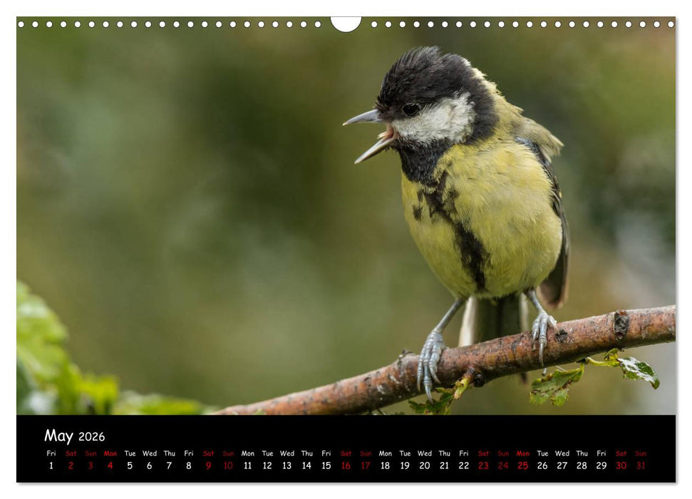 Popular garden birds of the united kingdom (CALVENDO Monthly Calendar 2026)