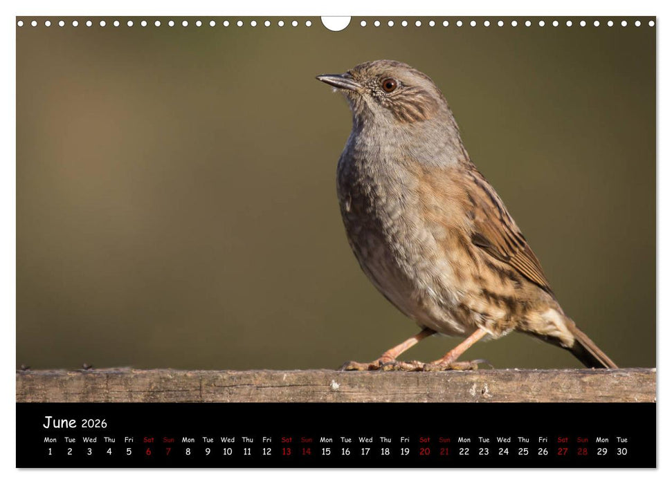 Popular garden birds of the united kingdom (CALVENDO Monthly Calendar 2026)
