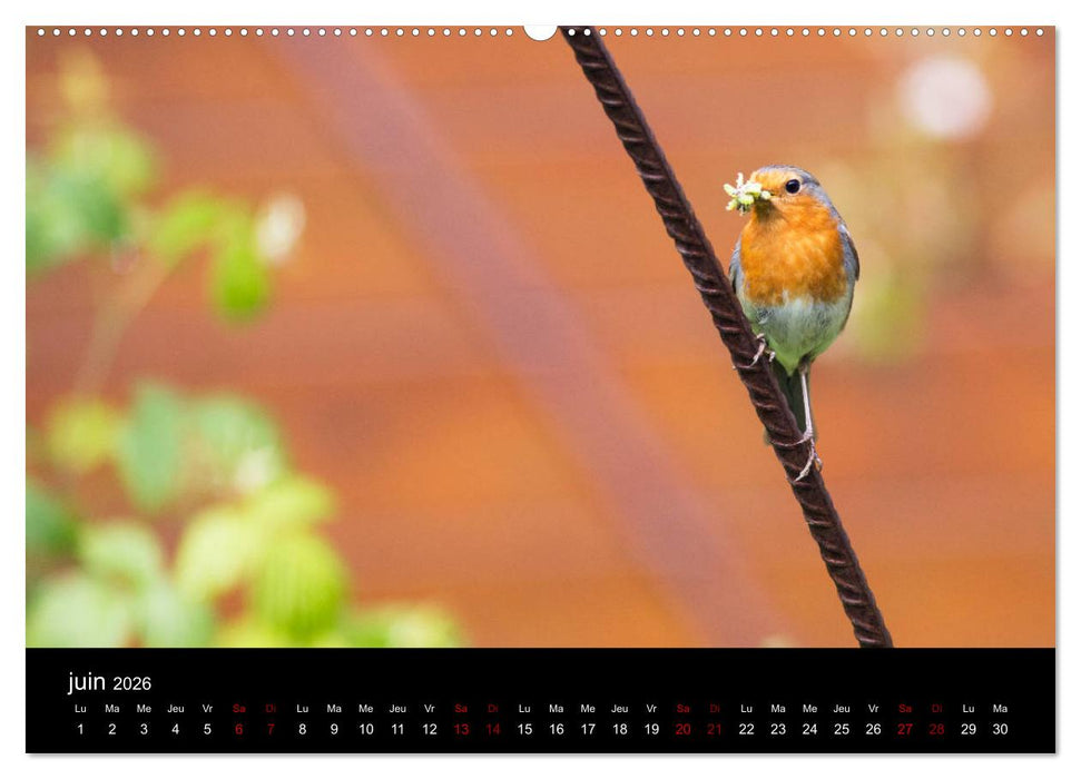 Mon ami le rouge-gorge (CALVENDO Calendrier supérieur 2026)