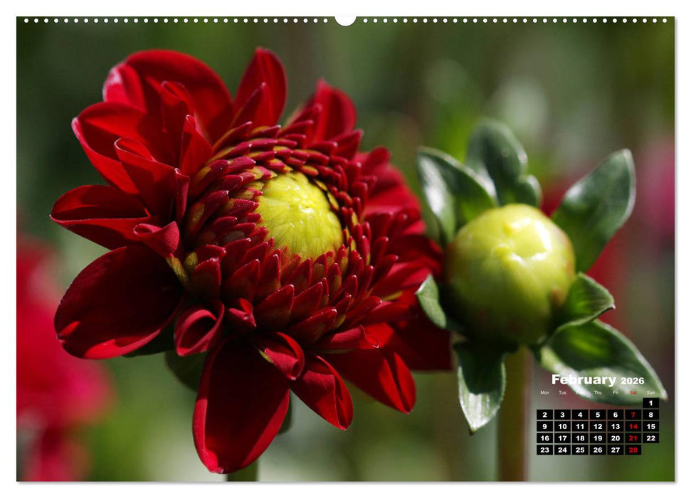 Magical Dahlias (CALVENDO Premium-Calendar 2026)