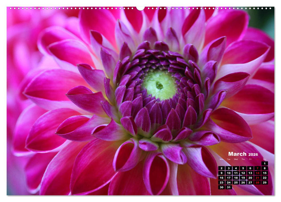 Magical Dahlias (CALVENDO Premium-Calendar 2026)