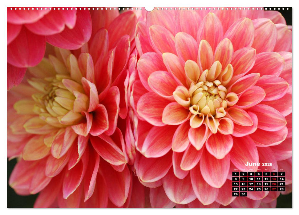 Magical Dahlias (CALVENDO Premium-Calendar 2026)