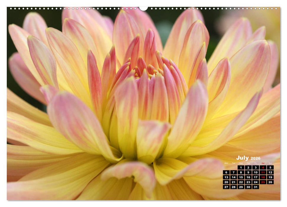 Magical Dahlias (CALVENDO Premium-Calendar 2026)