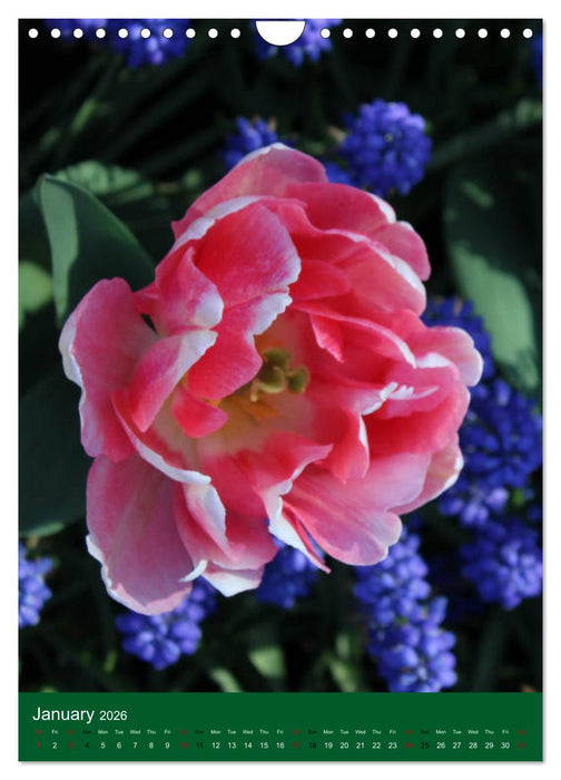 Dutch Tulips (CALVENDO Monthly Calendar 2026)