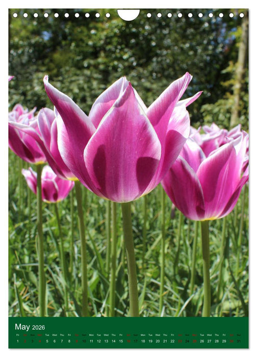 Dutch Tulips (CALVENDO Monthly Calendar 2026)