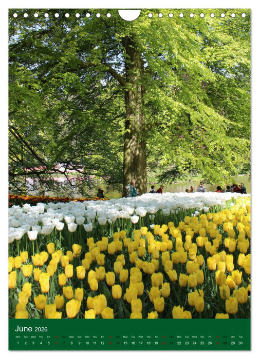 Dutch Tulips (CALVENDO Monthly Calendar 2026)