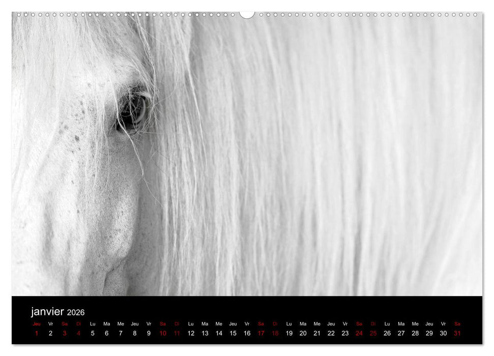 Les chevaux du Maroc (CALVENDO Calendrier supérieur 2026)