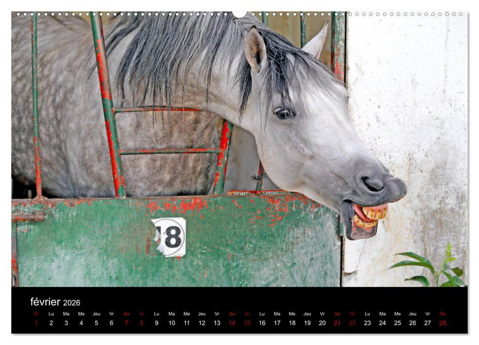 Les chevaux du Maroc (CALVENDO Calendrier supérieur 2026)