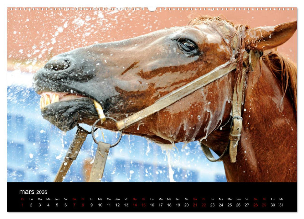 Les chevaux du Maroc (CALVENDO Calendrier supérieur 2026)