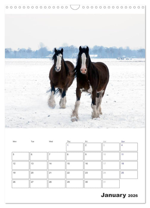 Shire Horses The Gentle Giants (CALVENDO Monthly Calendar 2026)
