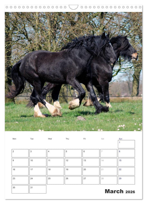 Shire Horses The Gentle Giants (CALVENDO Monthly Calendar 2026)