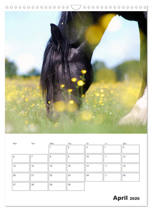 Shire Horses The Gentle Giants (CALVENDO Monthly Calendar 2026)