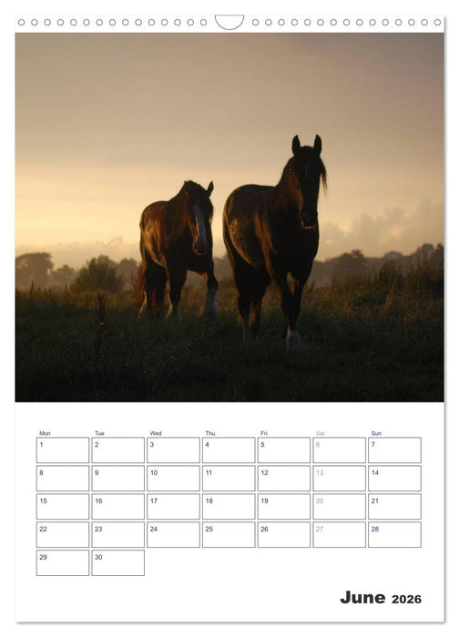 Shire Horses The Gentle Giants (CALVENDO Monthly Calendar 2026)