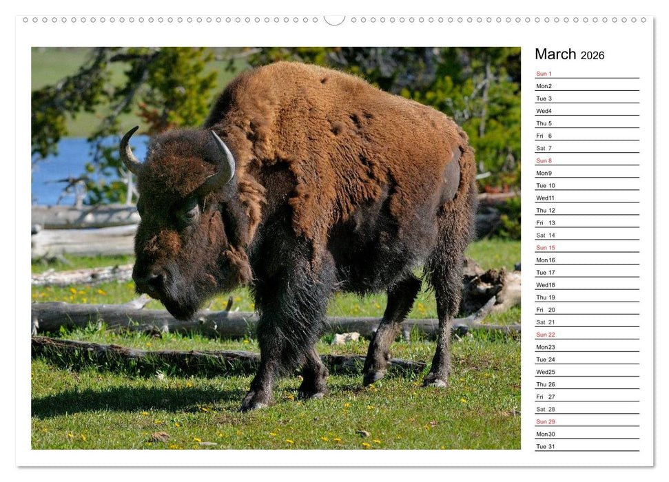 Bisons of North America (CALVENDO Premium-Calendar 2026)