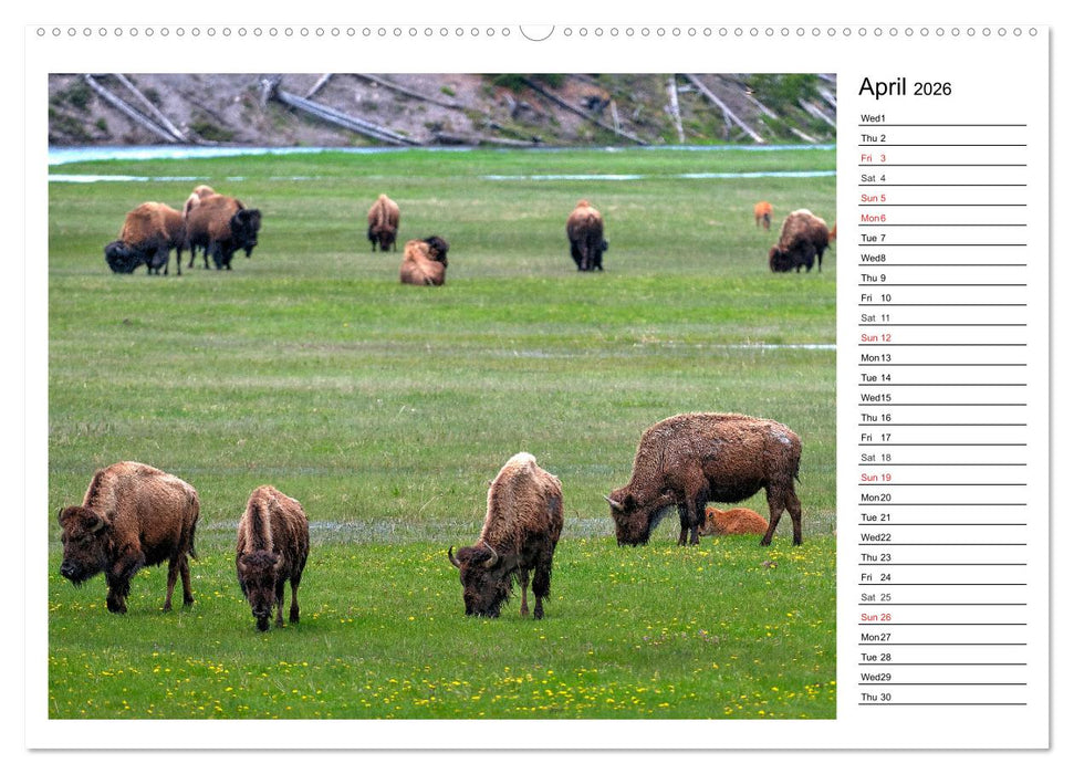 Bisons of North America (CALVENDO Premium-Calendar 2026)
