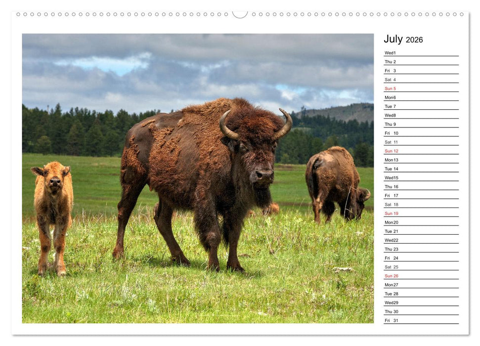Bisons of North America (CALVENDO Premium-Calendar 2026)