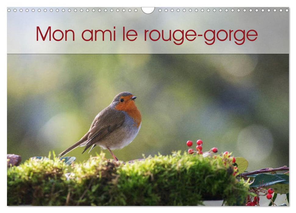 Mon ami le rouge-gorge (CALVENDO Calendrier mensuel 2026)