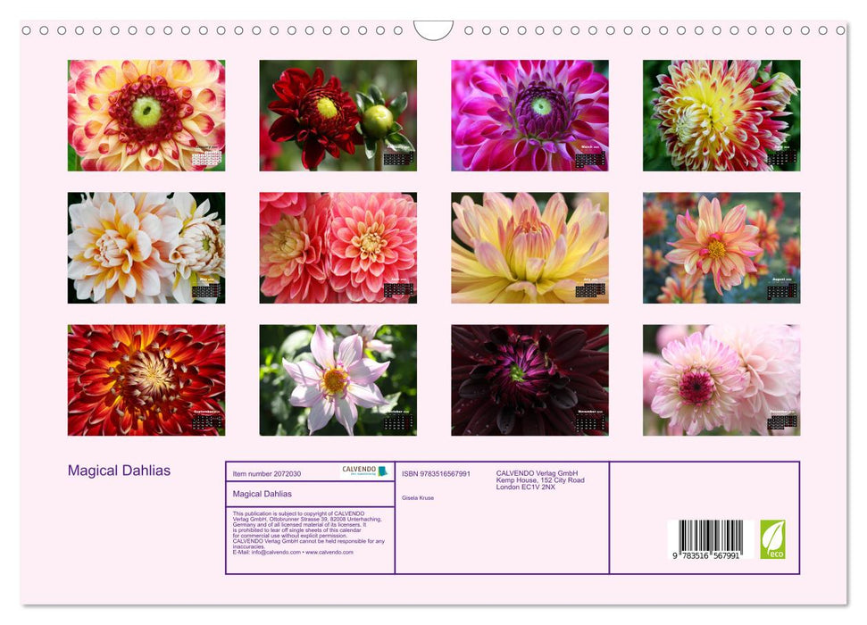 Magical Dahlias (CALVENDO Monthly Calendar 2026)