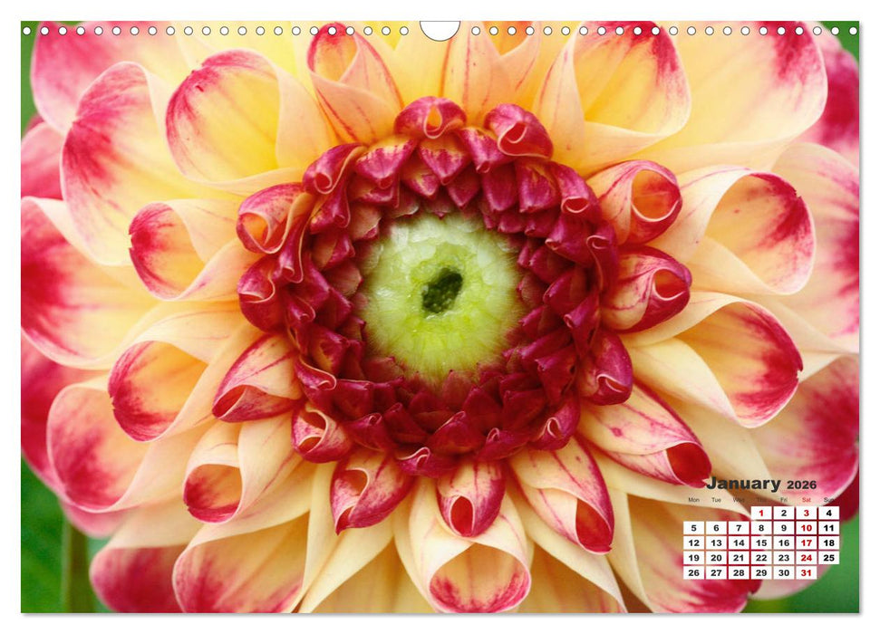 Magical Dahlias (CALVENDO Monthly Calendar 2026)