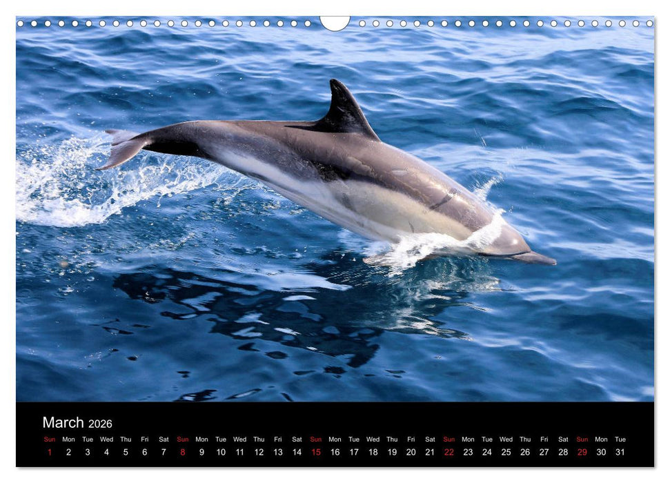 Estepona Costa Del Sol (CALVENDO Monthly Calendar 2026)