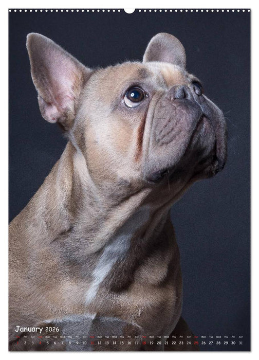 Dogs in Style (CALVENDO Premium-Calendar 2026)