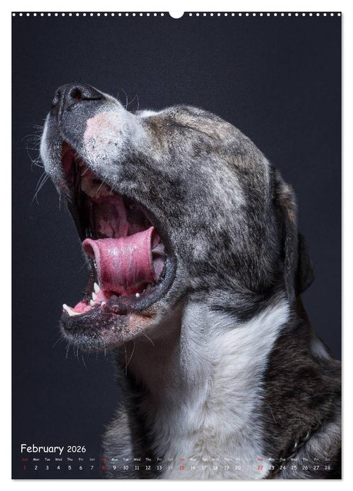 Dogs in Style (CALVENDO Premium-Calendar 2026)