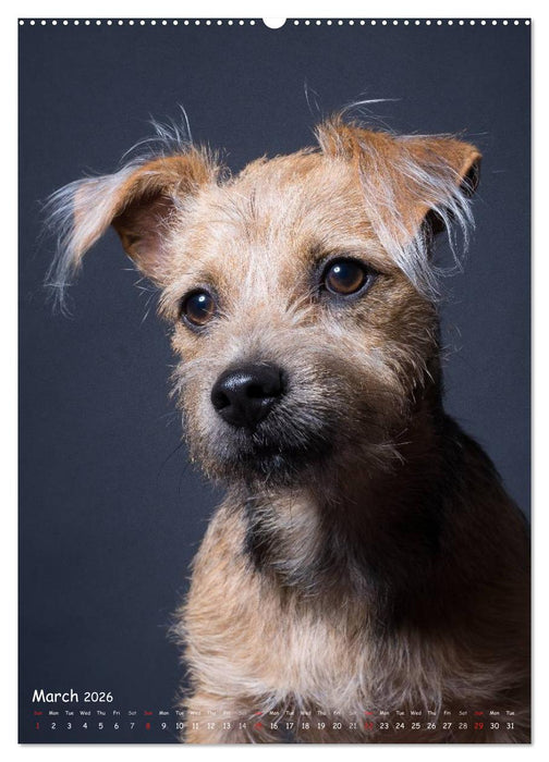 Dogs in Style (CALVENDO Premium-Calendar 2026)