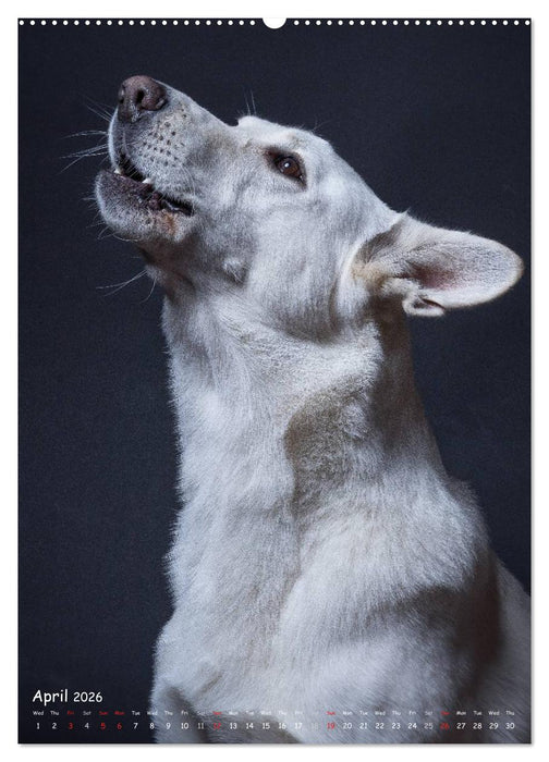 Dogs in Style (CALVENDO Premium-Calendar 2026)