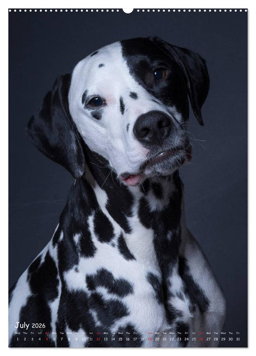 Dogs in Style (CALVENDO Premium-Calendar 2026)