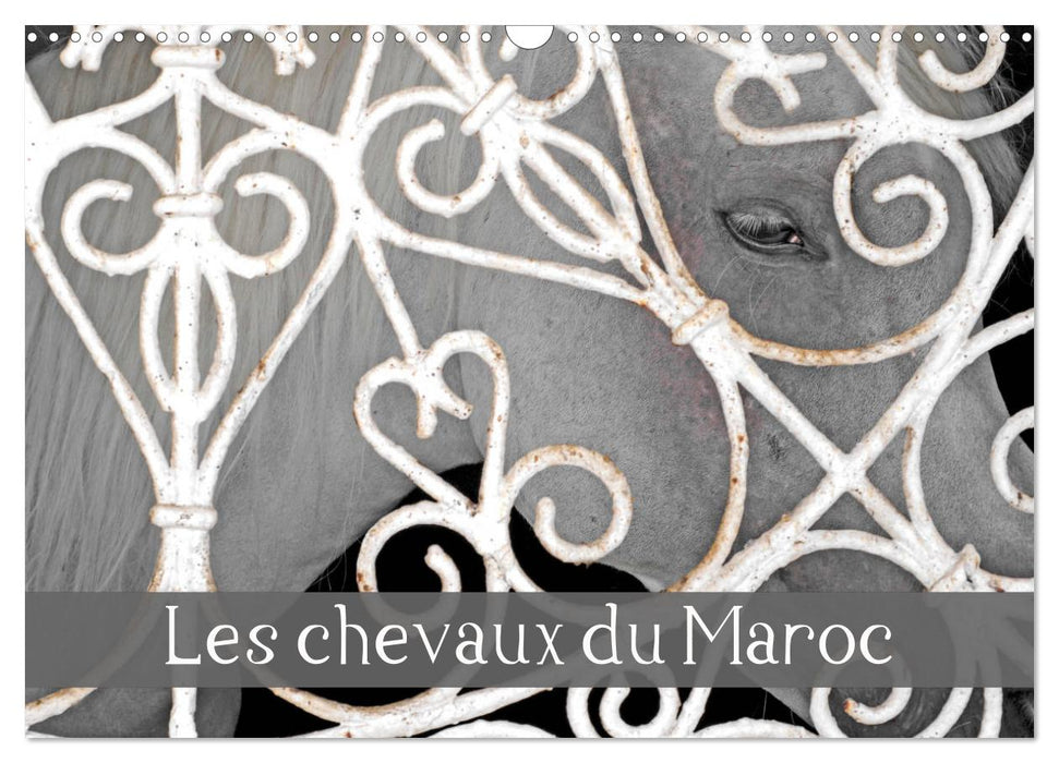 Les chevaux du Maroc (CALVENDO Calendrier mensuel 2026)