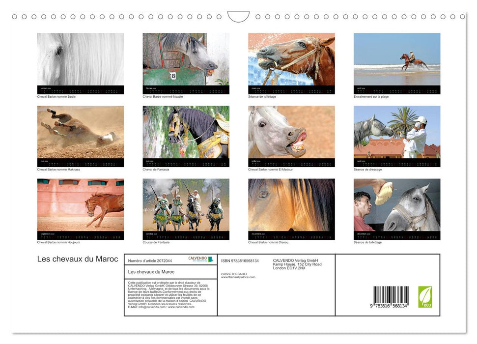 Les chevaux du Maroc (CALVENDO Calendrier mensuel 2026)