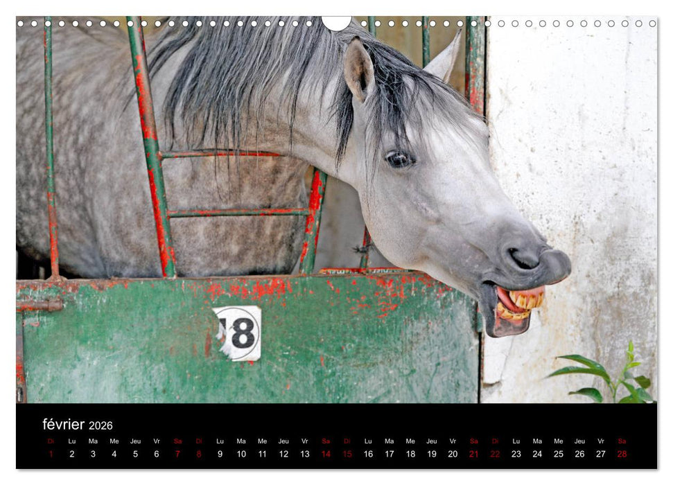 Les chevaux du Maroc (CALVENDO Calendrier mensuel 2026)