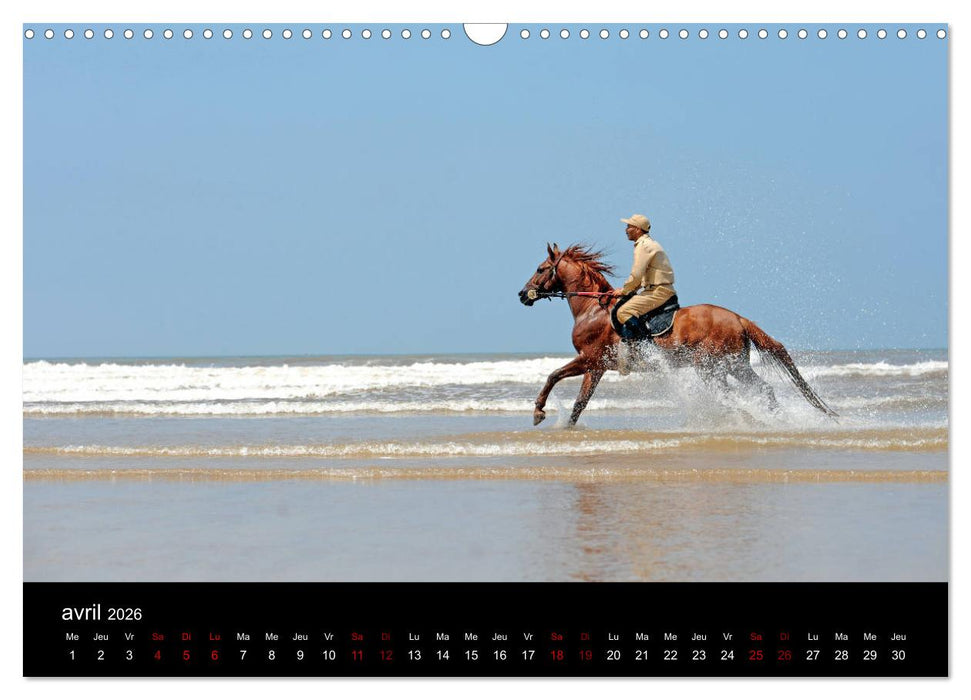 Les chevaux du Maroc (CALVENDO Calendrier mensuel 2026)