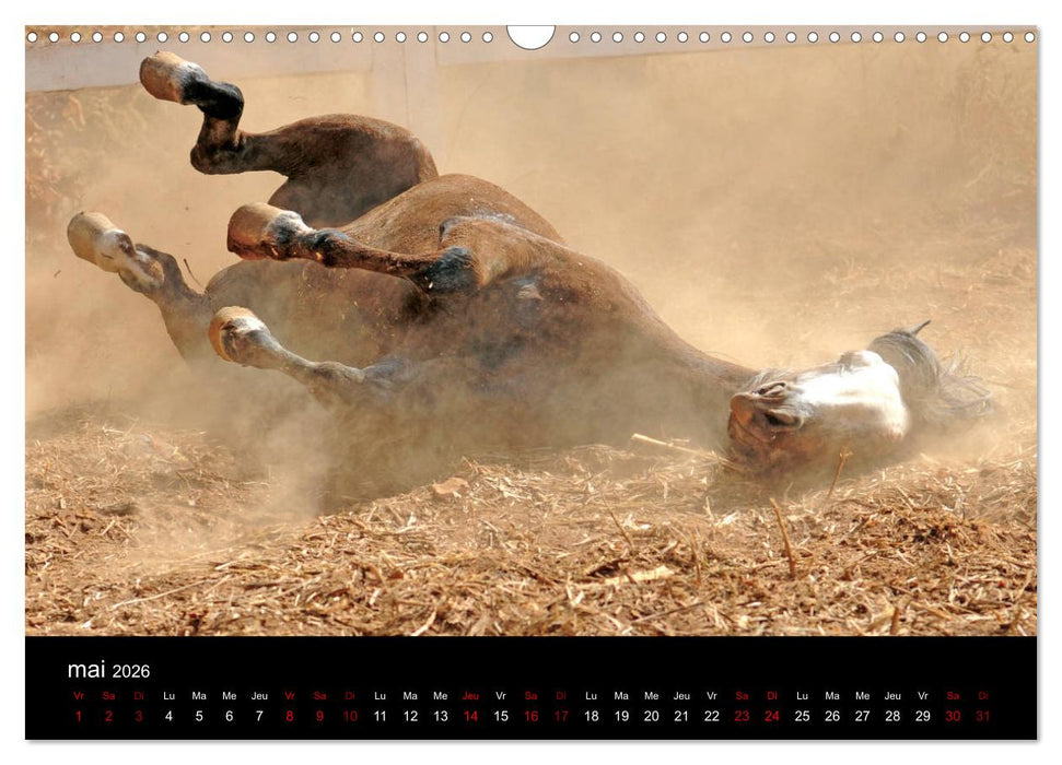 Les chevaux du Maroc (CALVENDO Calendrier mensuel 2026)